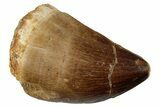 Fossil Mosasaur (Thalassotitan) Tooth - Morocco #333078-1